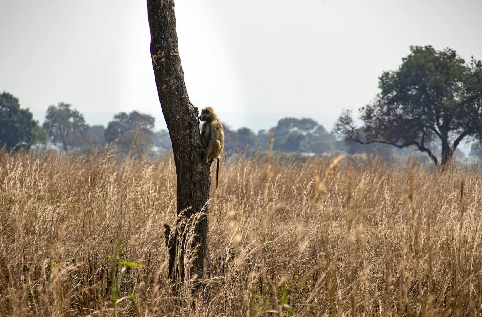 mikumi national park