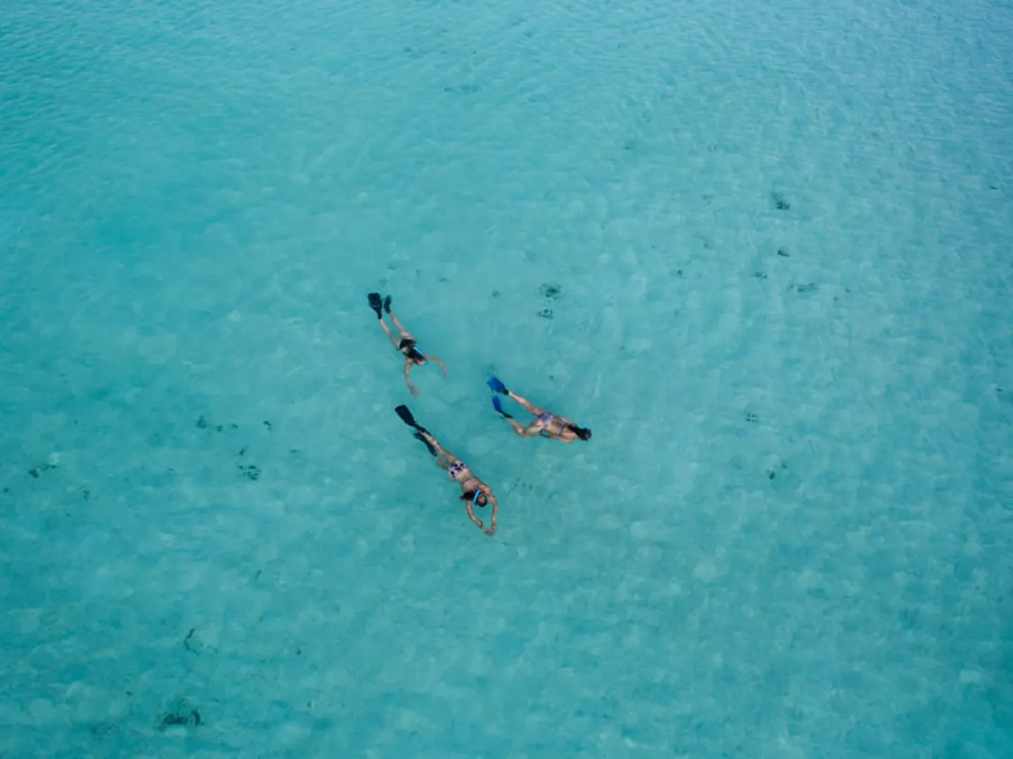 mnemba snorkelling