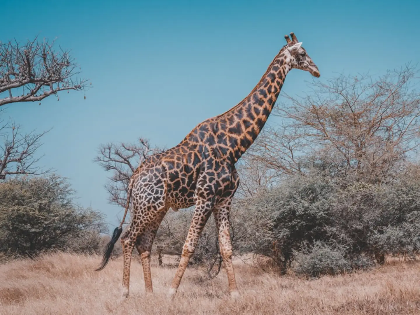 nyerere national park safari