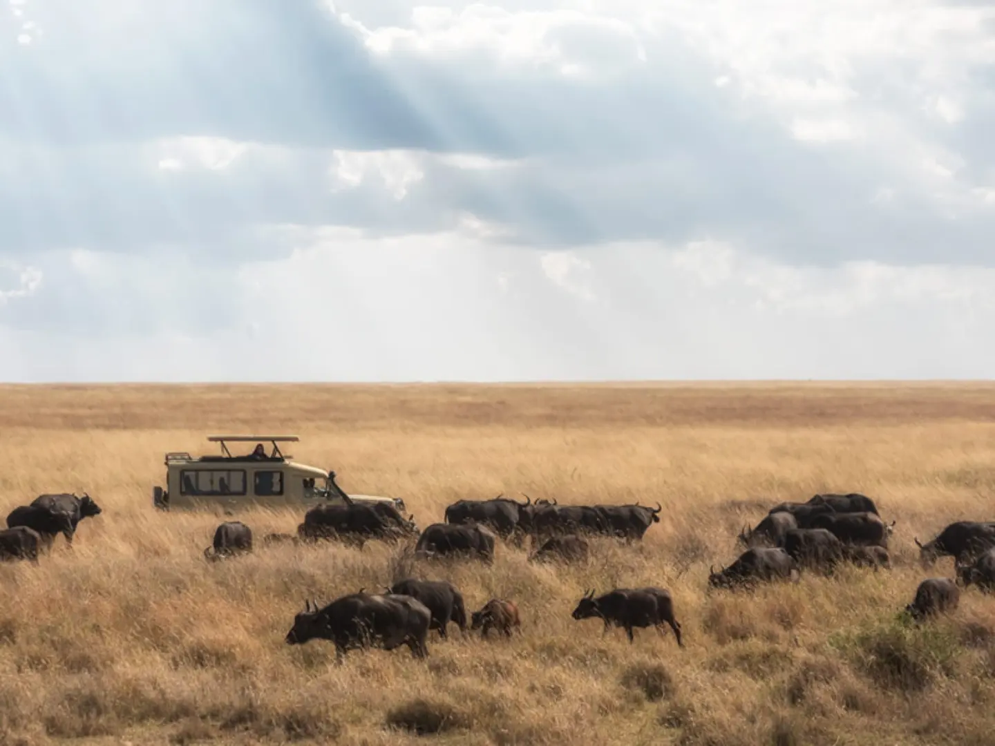 serengeti safari